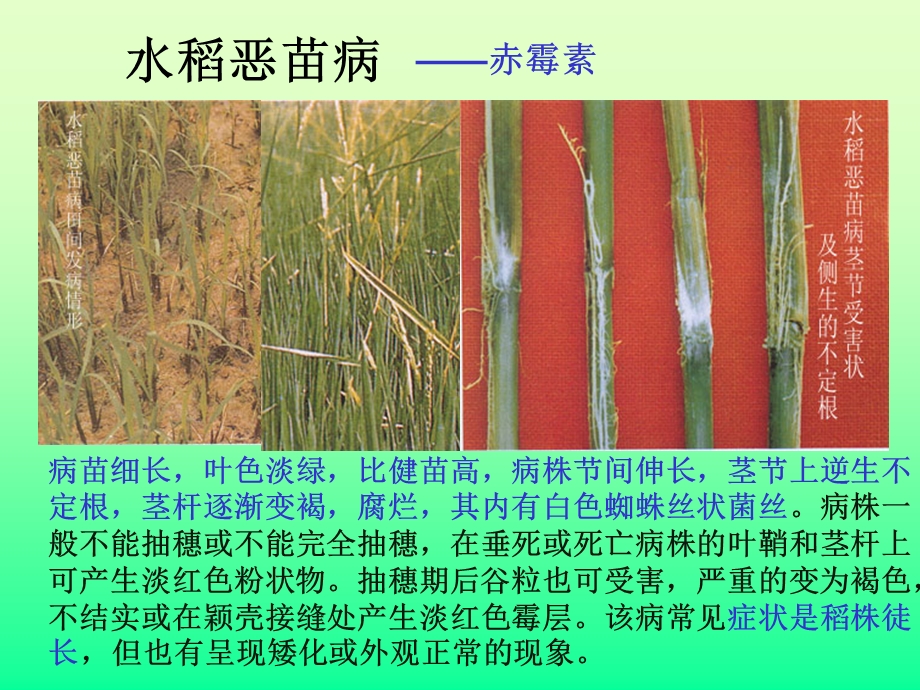 其他植物激素-新课标.ppt_第3页