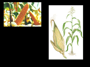 六年级生物下册种子植物课件五四制鲁科版.ppt