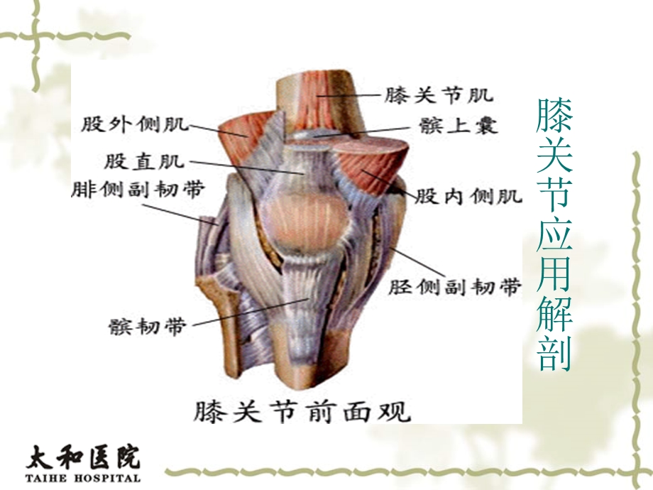 膝关节常见损伤的康复治疗.ppt_第2页