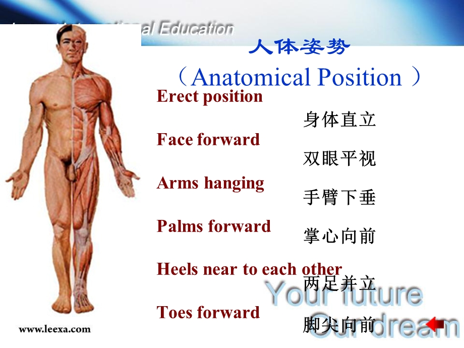 医学基础消化系统.ppt_第2页