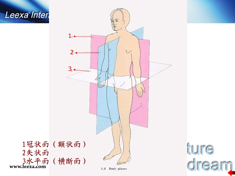 医学基础消化系统.ppt_第3页