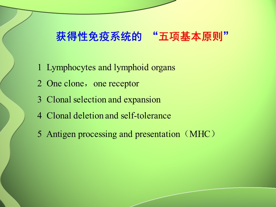 抗体、基因重排及B细胞发育.ppt_第2页