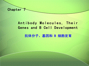 抗体、基因重排及B细胞发育.ppt