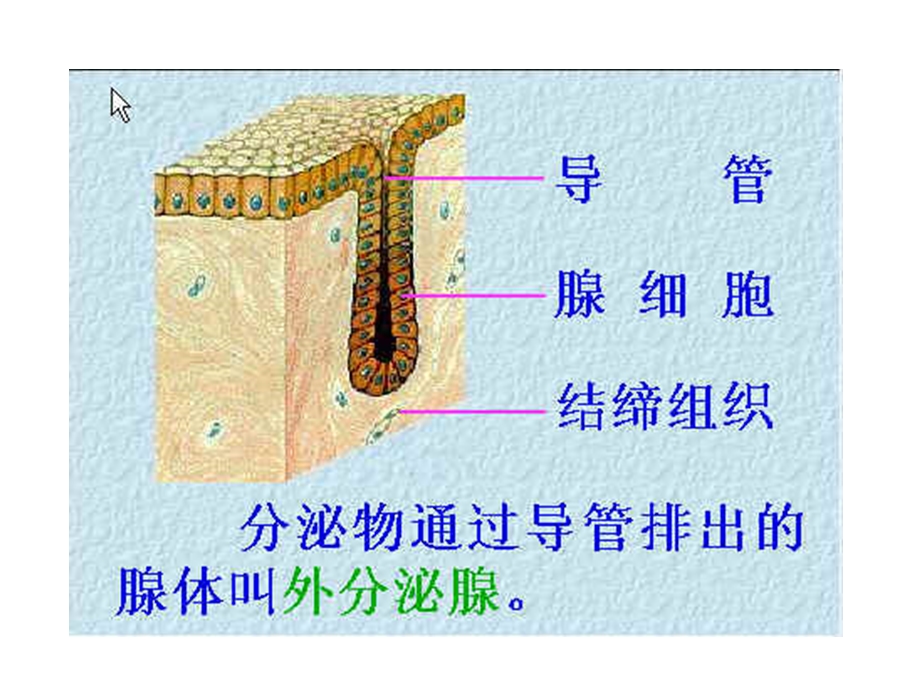 内分泌腺和外分泌腺.ppt_第2页