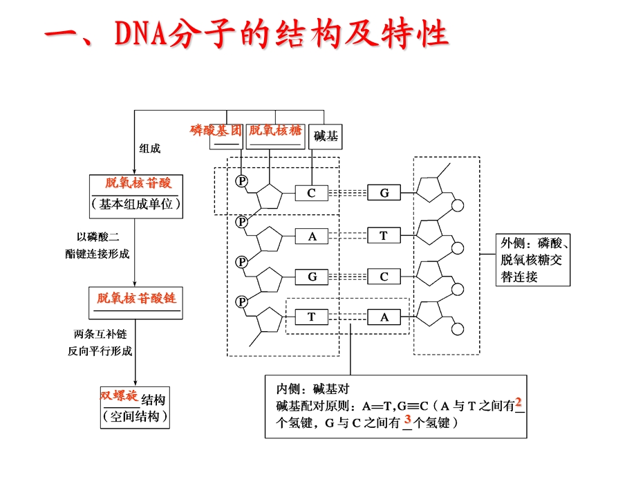 DNA分子的结构以及复制上课用.ppt_第3页