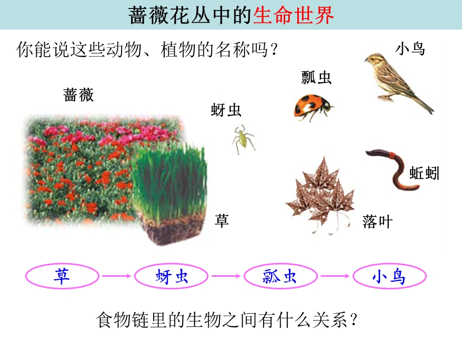 教科版五年级科学上册食物链和食物网.ppt_第3页