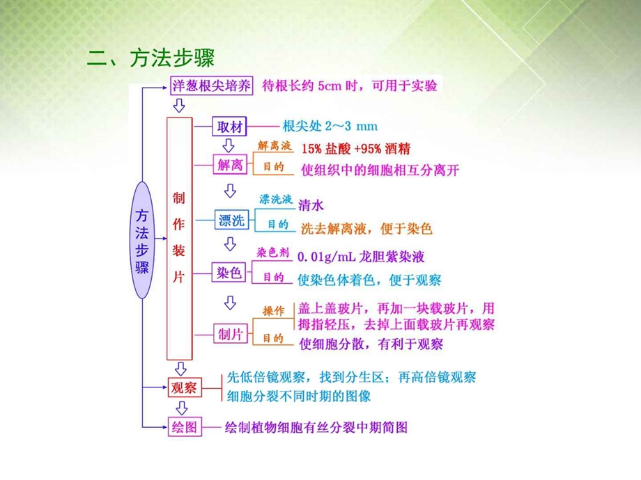 旄呖忌镆宦指聪第四单元第2讲观察根尖分生....ppt_第3页