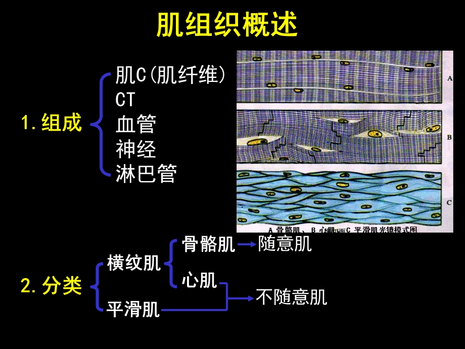 Jing07肌组织公管.ppt_第2页