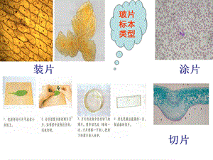 制作植物细胞和动物细胞.ppt