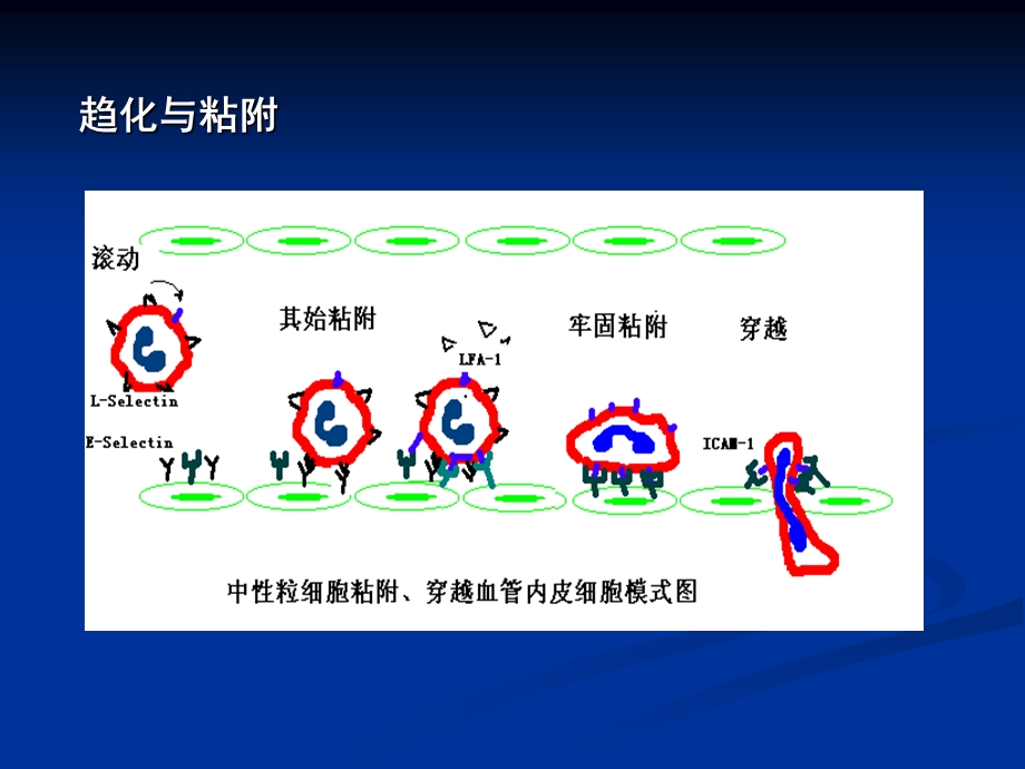 免疫学12-细胞粘附分子.ppt_第2页