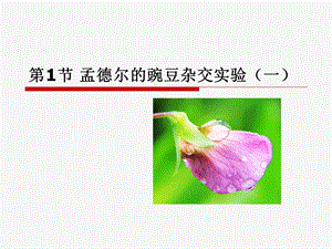 孟德尔的豌豆杂交实验一(公开课).ppt