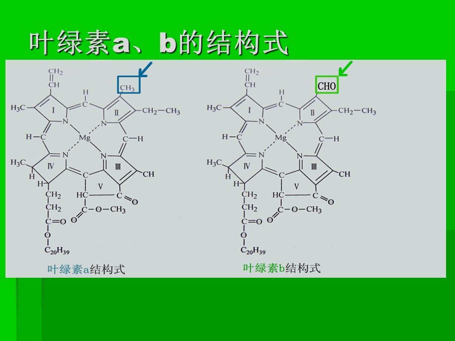 叶绿体中色素的提取和分离.ppt_第3页