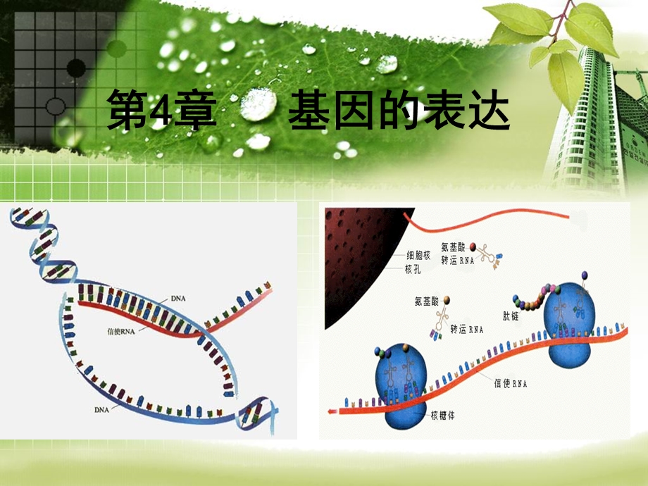 基因指导蛋白质的合成(公开课课件).ppt_第1页