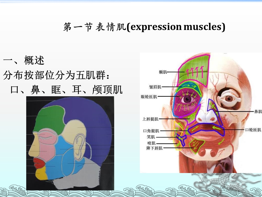 口腔颅面颈部肌.ppt_第3页