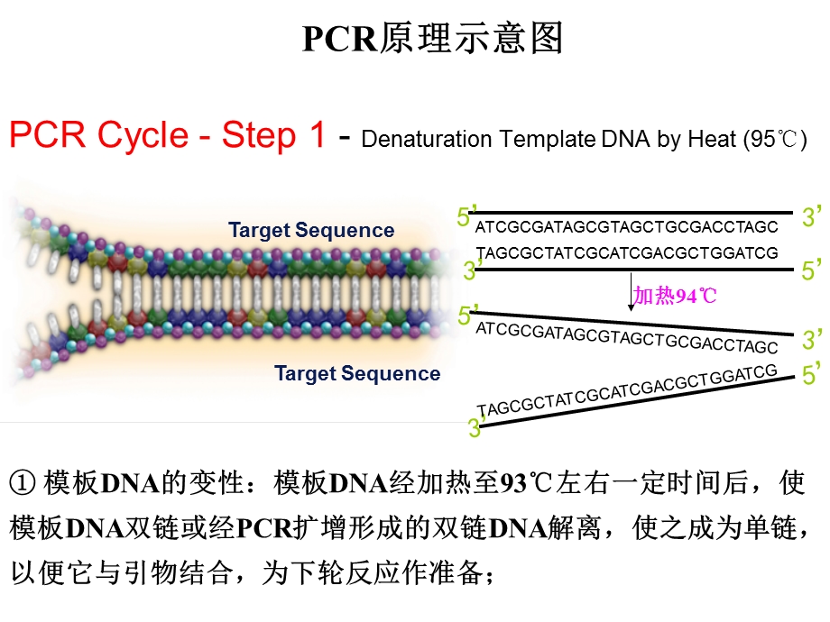 实验四+PCR及电泳技术.ppt_第3页