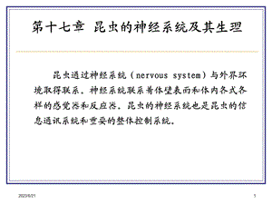 昆虫的神经系统.ppt