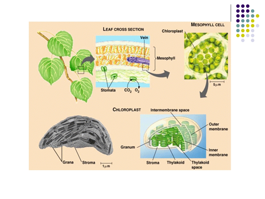 叶绿体结构及功能.ppt_第2页