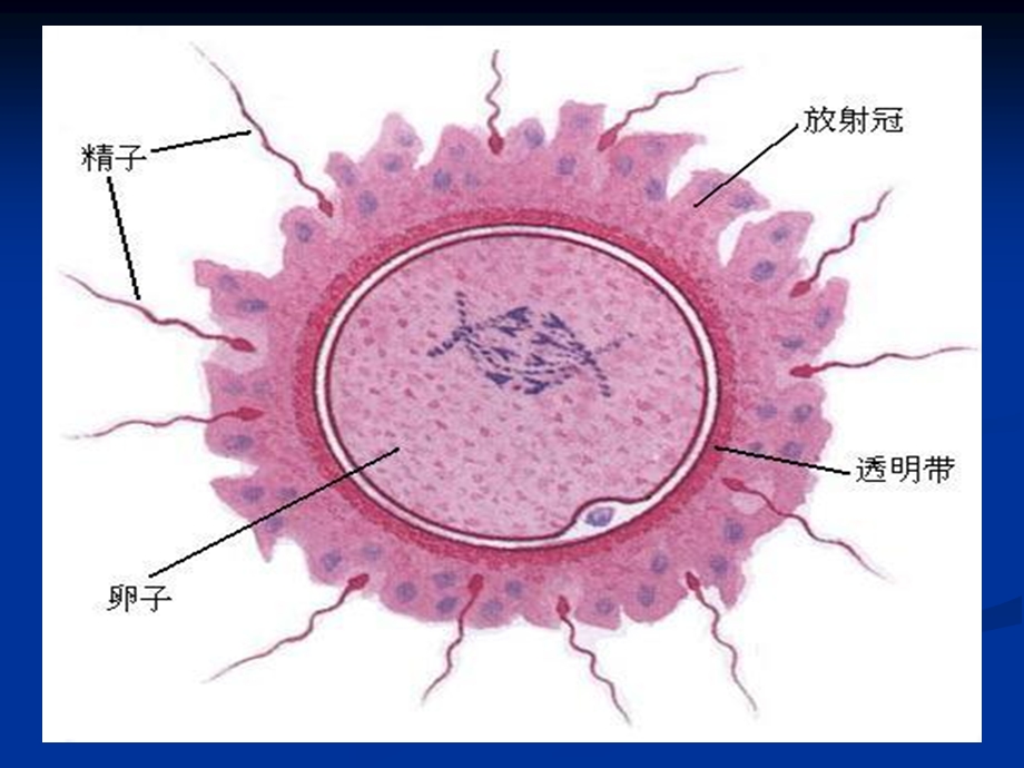 妊娠期安全用药.ppt_第2页