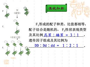 教学课件第二节-孟德尔的豌豆杂交实验(二).ppt