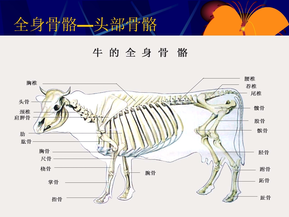 全身骨骼1头部骨骼.ppt_第1页