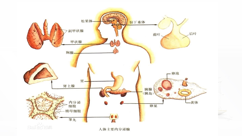 卵巢功能及其周期性变化ppt.ppt_第2页