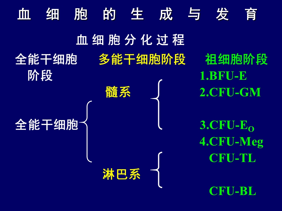 实验诊断骨髓细胞学和化学染色理论.ppt_第2页