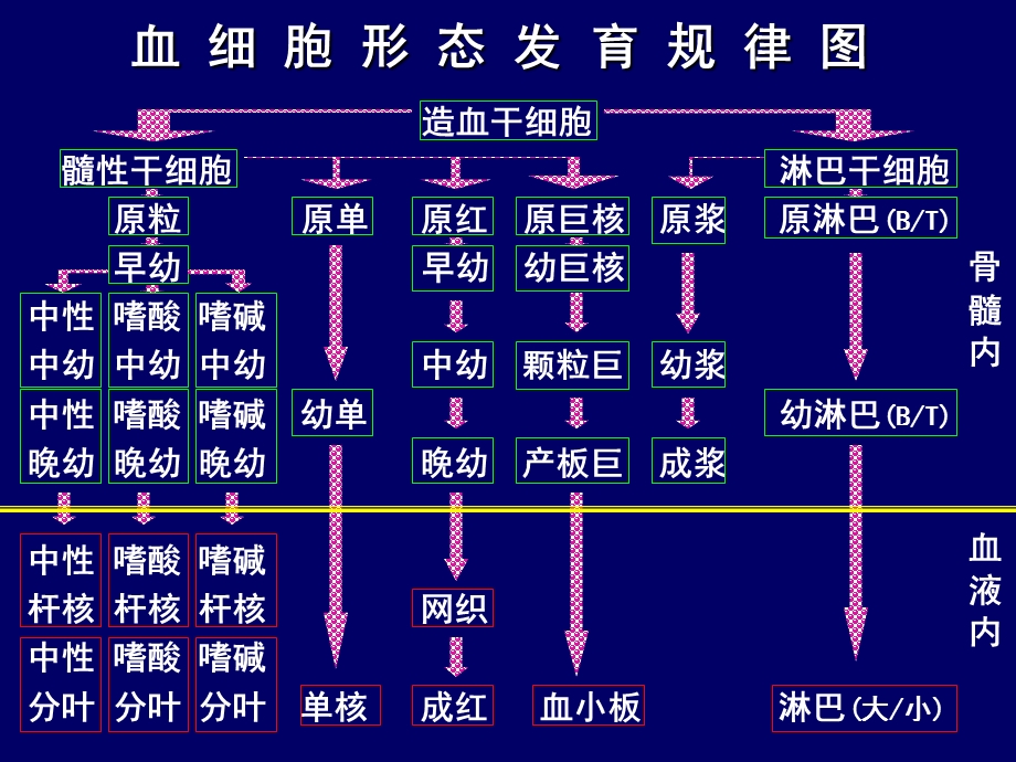 实验诊断骨髓细胞学和化学染色理论.ppt_第3页