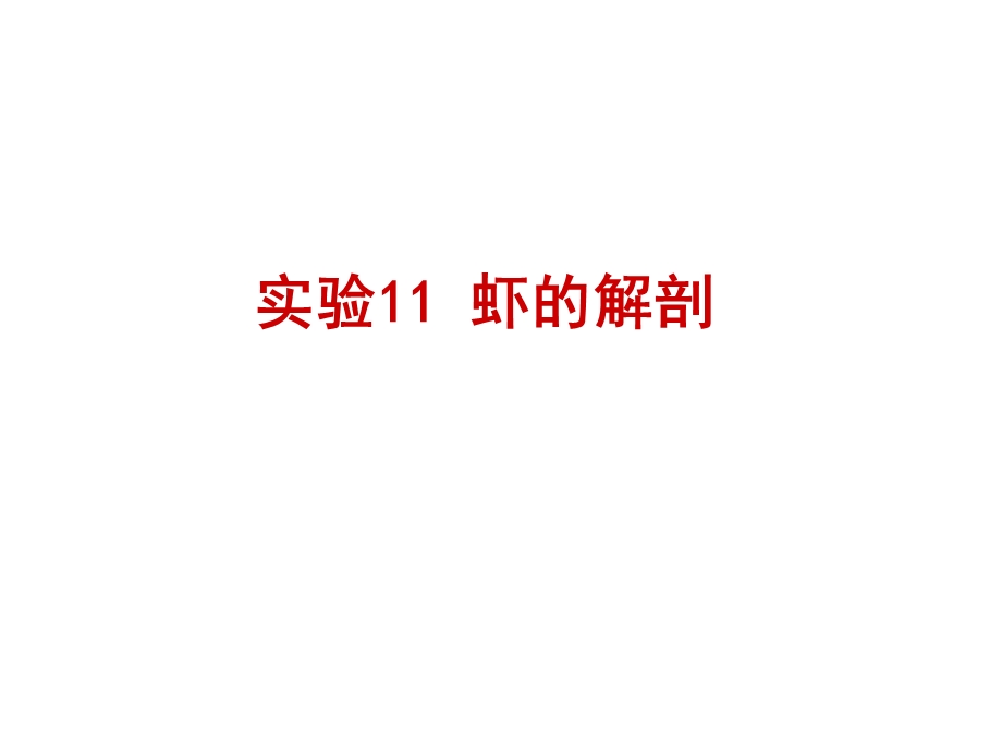 实验11虾的解剖.ppt_第1页