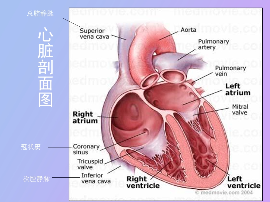 内科心血管系统疾病.ppt_第3页