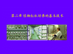 植物组织培养教程李浚明21.ppt