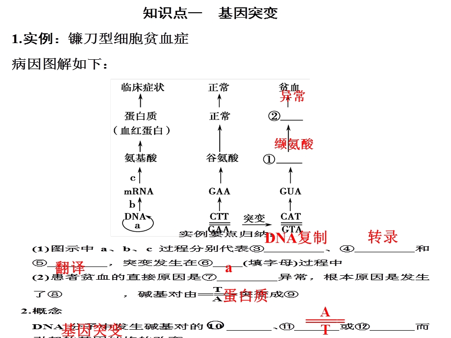 基因突变及其他变异复习.ppt_第2页