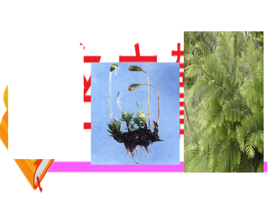 教学课件第一节藻类苔藓和蕨类植物(公开课).ppt_第3页