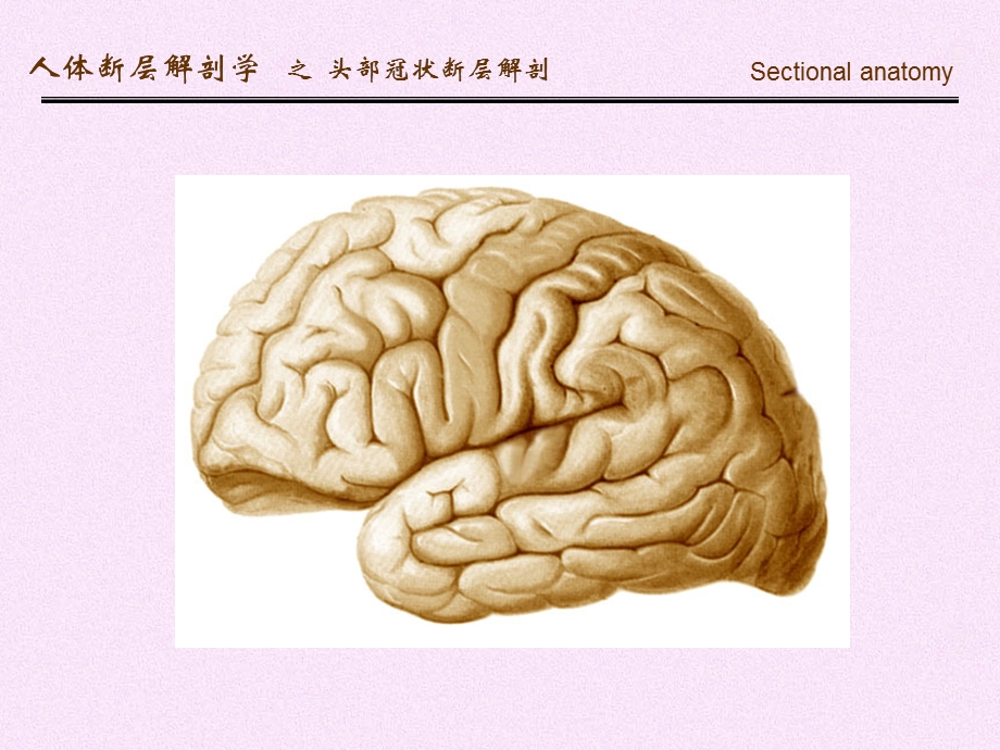 头部冠状断层解剖.ppt_第2页