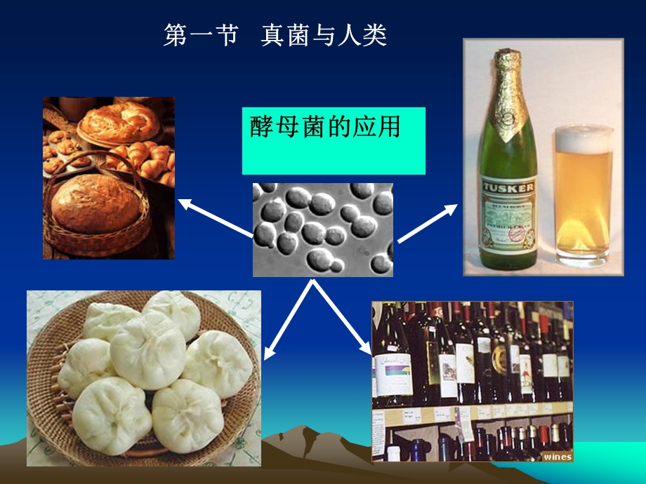 第一章真菌学部分绪论.ppt_第2页