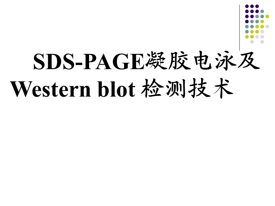 凝胶电泳及Westernblot检测技术.ppt_第1页