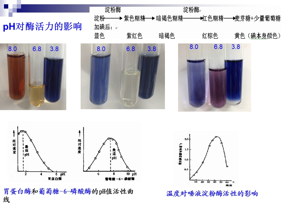 第三次实验血清总脂含量测定111.ppt_第2页