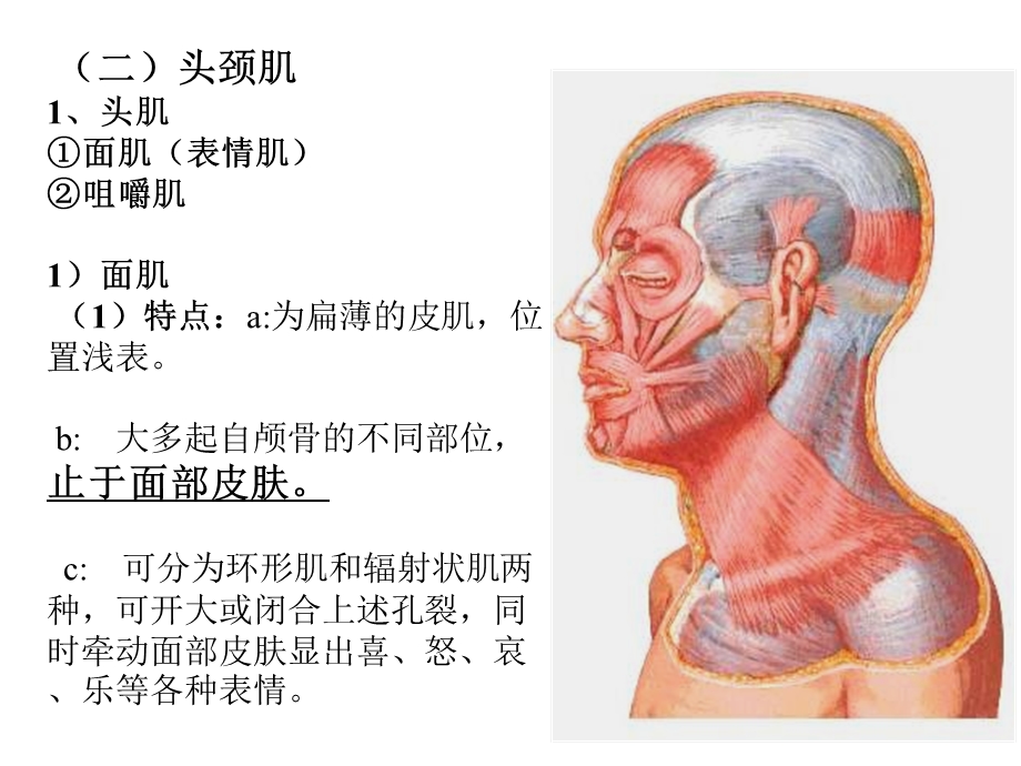 头颈肌和四肢肌.ppt_第1页