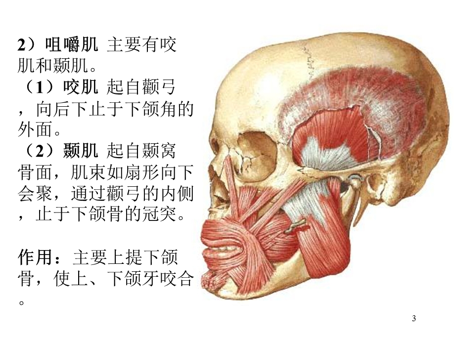 头颈肌和四肢肌.ppt_第3页