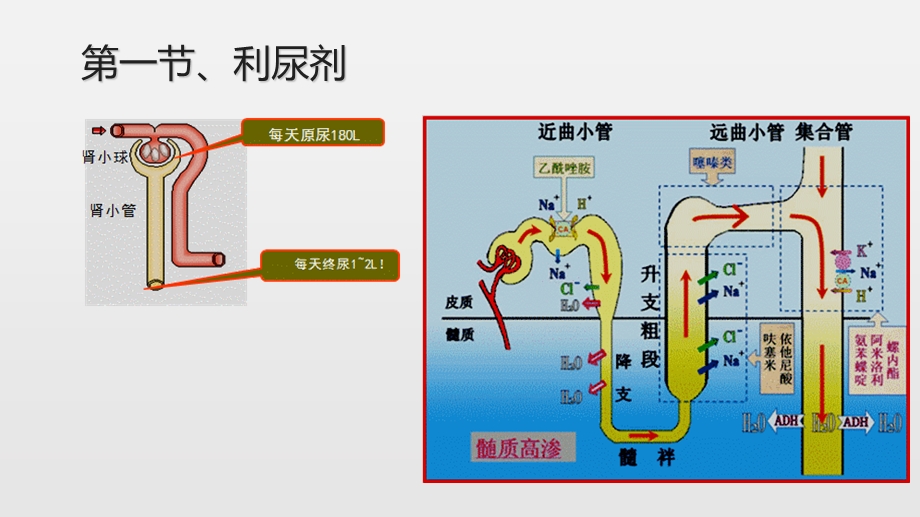 利尿剂与泌尿系统疾病用药.ppt_第2页