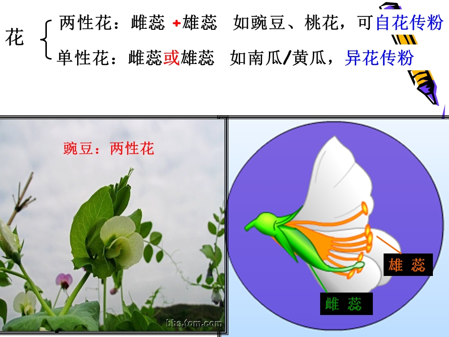 第一章孟德尔的豌豆杂交试验(一).ppt_第3页