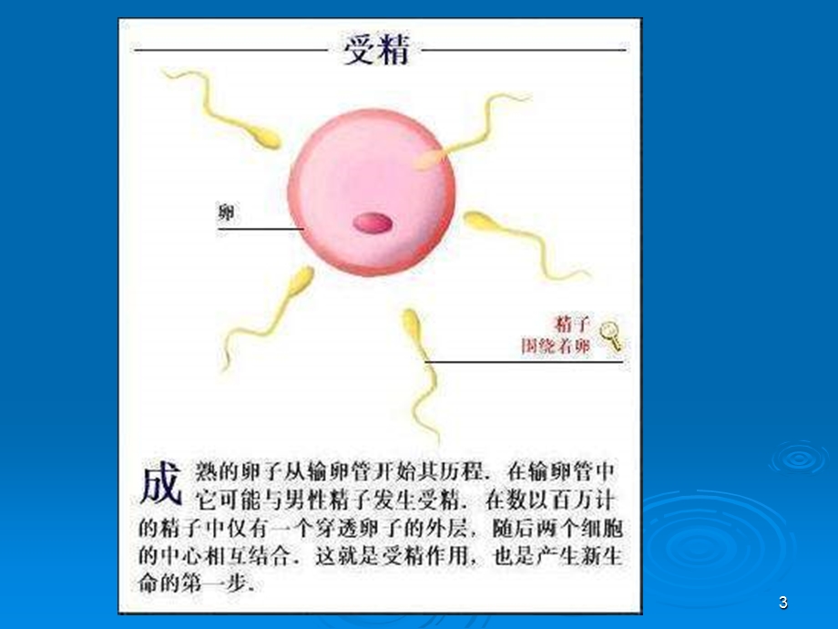 胎儿与新生儿期.ppt_第3页