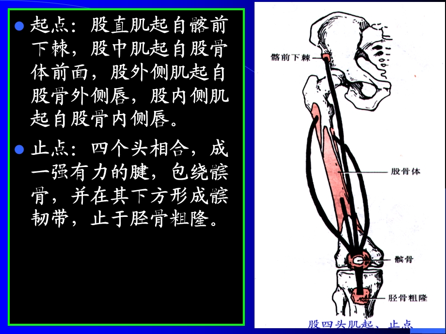 运动解剖学-下肢肌-大腿肌.ppt_第3页