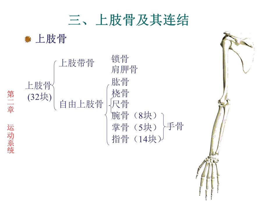 运动解剖学-骨的形态观察.ppt_第2页