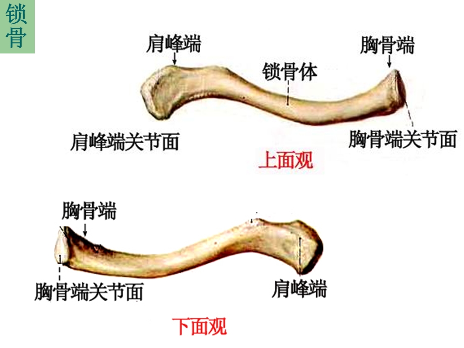 运动解剖学-骨的形态观察.ppt_第3页