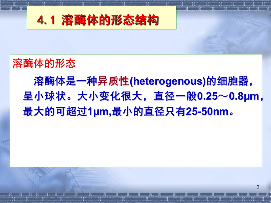 线粒体与过氧化物酶体.ppt_第3页