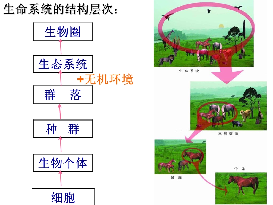 生态系统的结构(IV).ppt_第2页