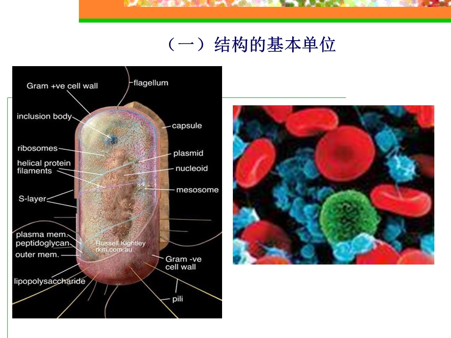 细胞概念与分子基础.ppt_第3页