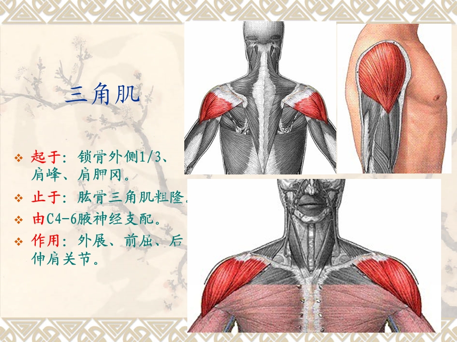 运动系统解剖2(运动肩关节的肌肉).ppt_第3页