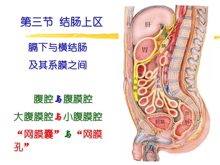 腹腔解剖 ppt课件.ppt_第1页