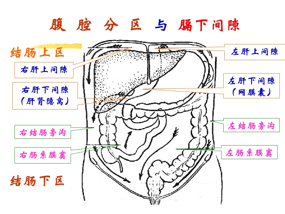 腹腔解剖 ppt课件.ppt_第2页